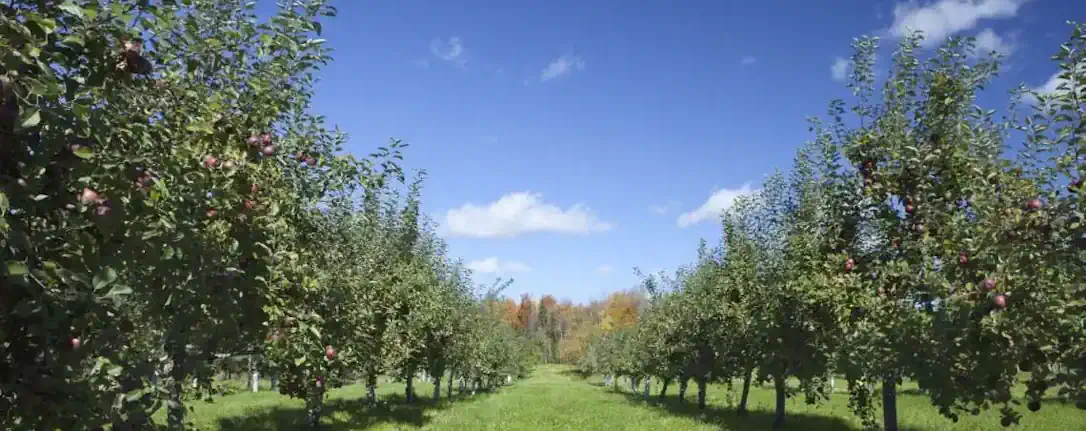 Orchard trees