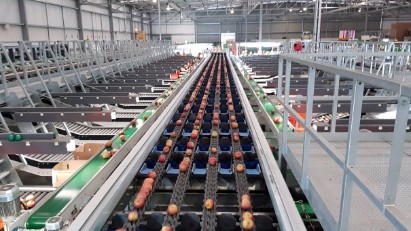 Apples on sizer 2