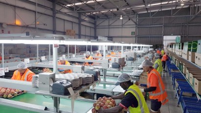 Packing line 1