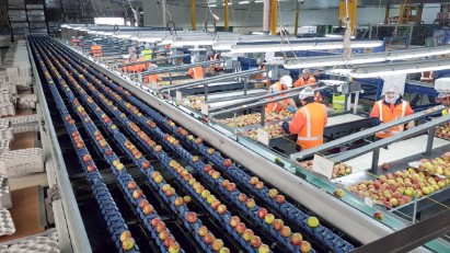 Apples on sizer